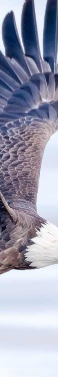 Bald eagle flying over water