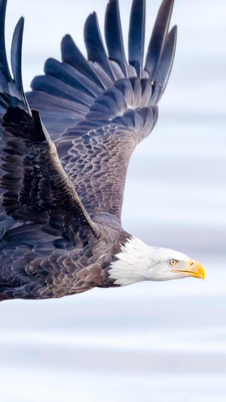 Bald eagle flying over water