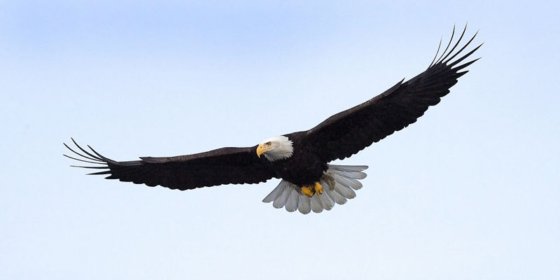 Bald eagle soaring in clear sky