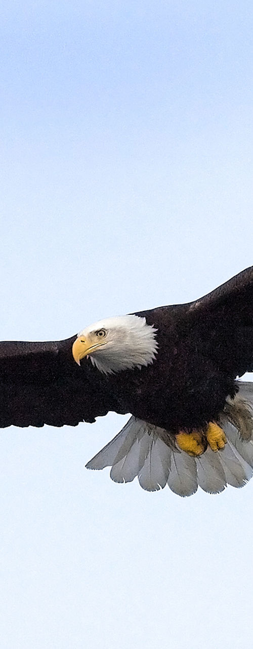 Bald eagle soaring in clear sky