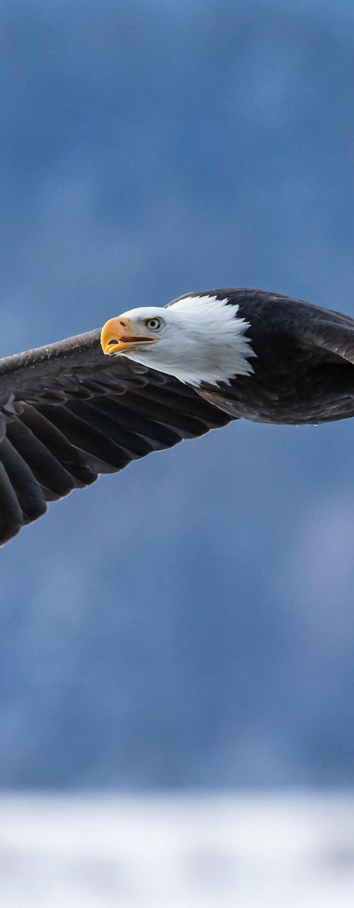 Bald eagle soaring over snowy winter landscape
