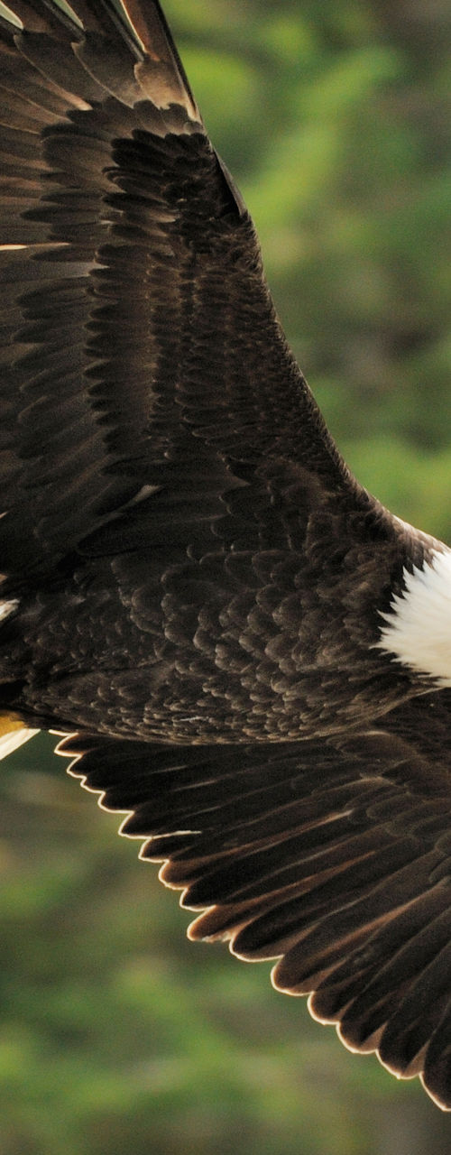 Bald eagle soaring over forest landscape