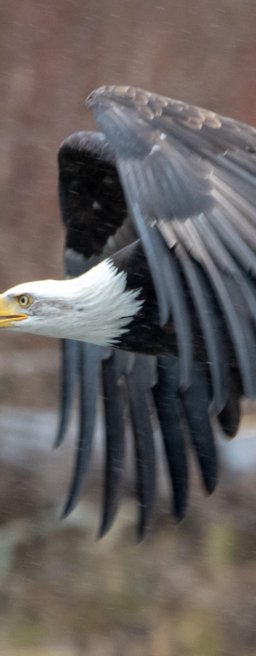 Bald eagle in flight over wetland