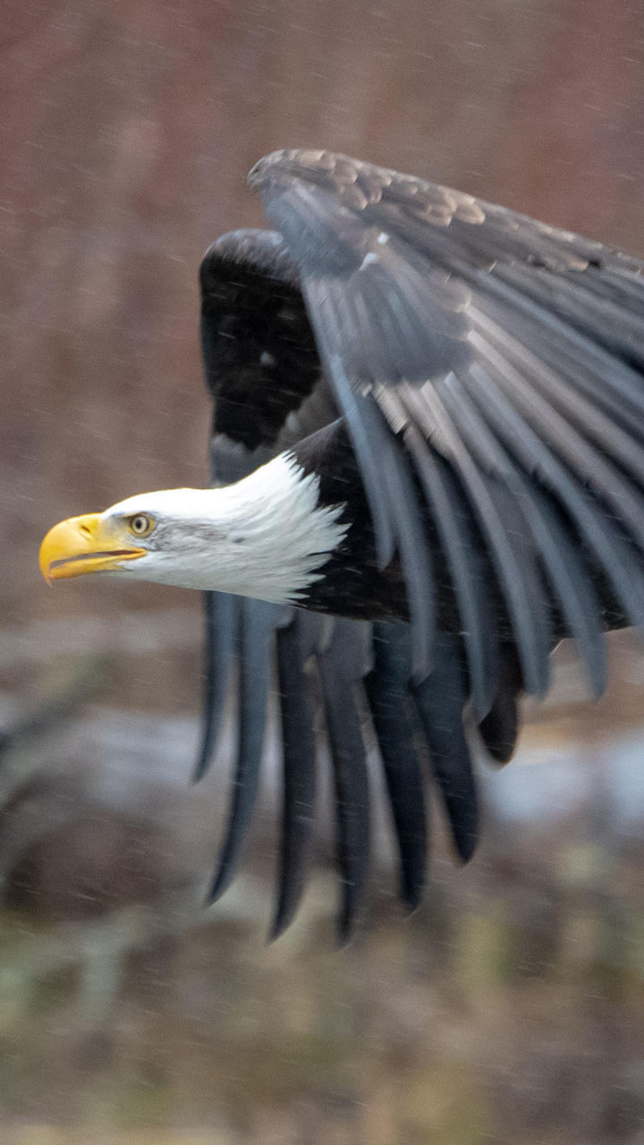 American Bald Eagle Foundation