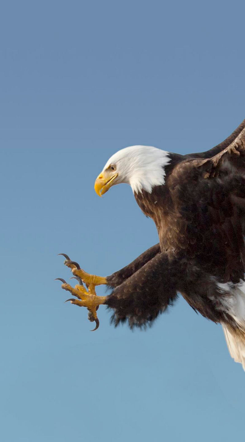 Bald eagle in flight against blue sky