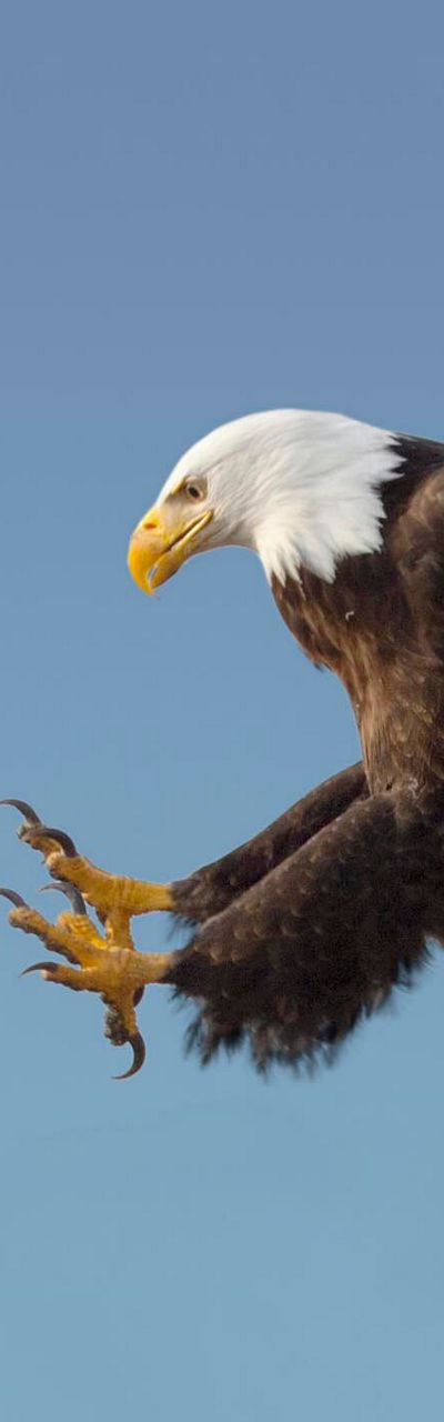 Bald eagle in flight against blue sky