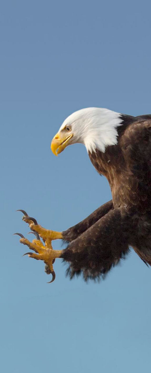 Bald eagle in flight against blue sky