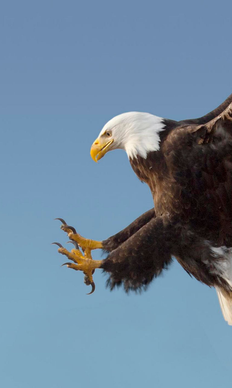 Bald eagle in flight against blue sky