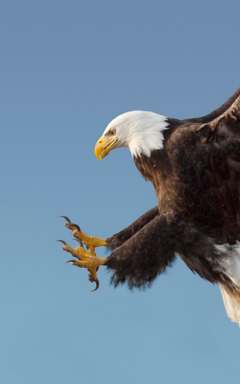 Bald eagle in flight against blue sky