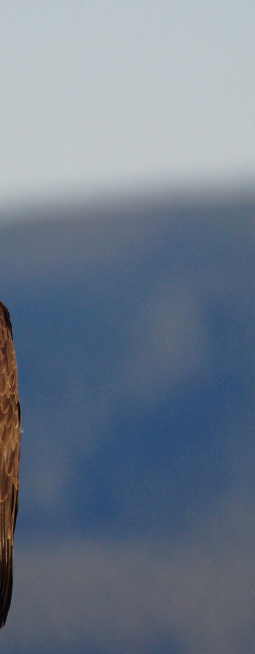 Bald eagle perched on wooden stump