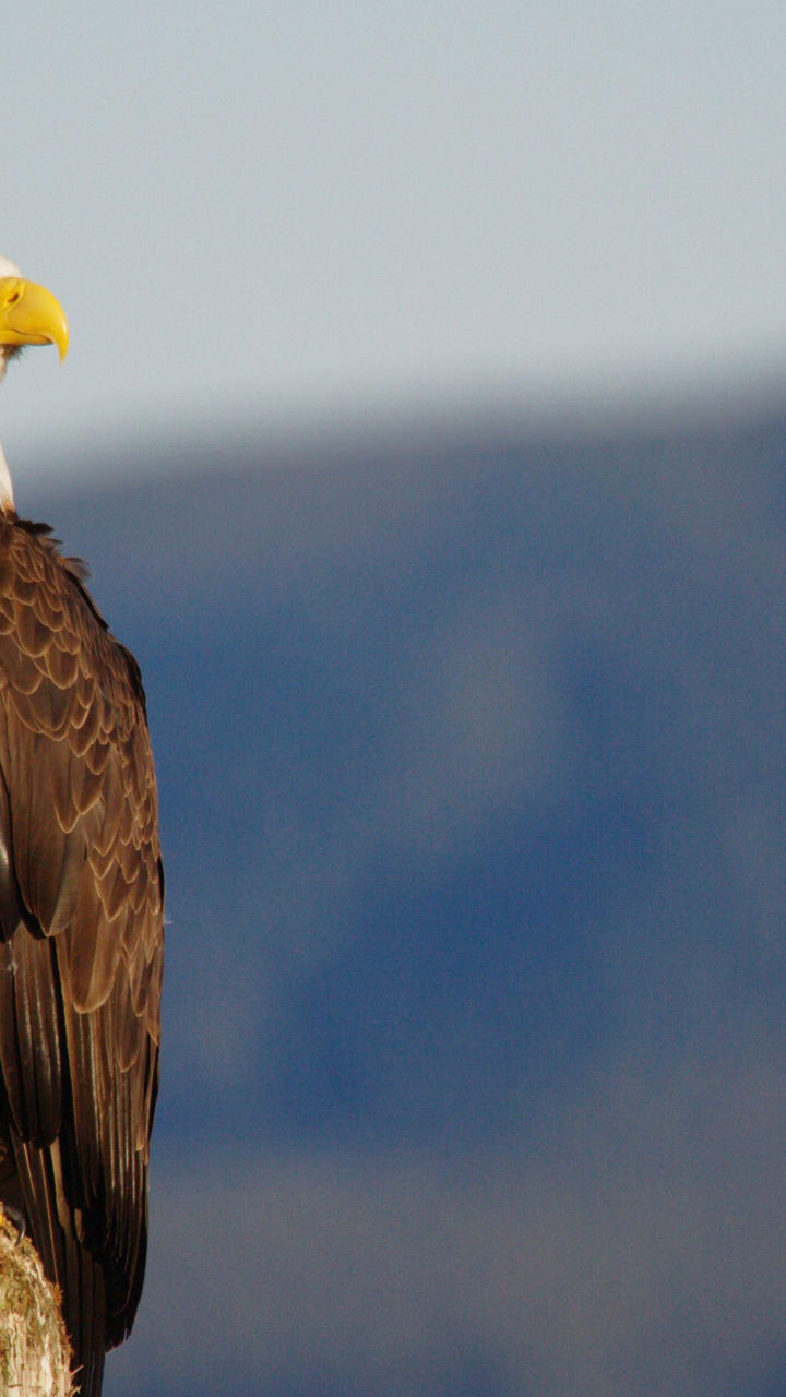Sightseeing & Wildlife Cruise