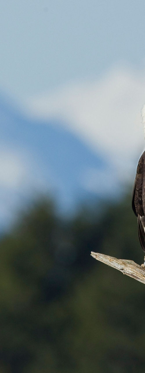 Bald eagle perched with snowy mountains