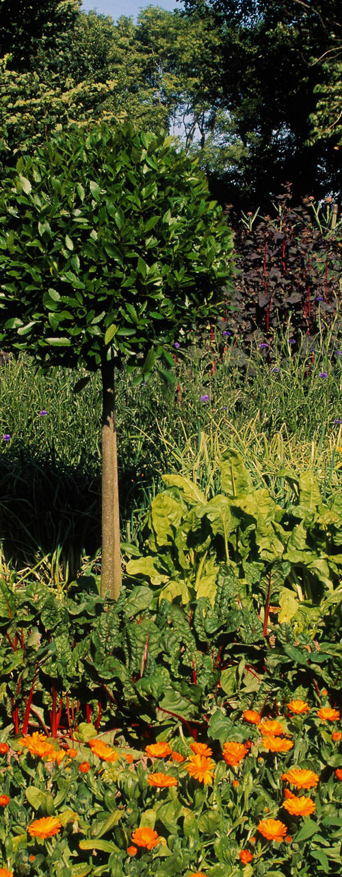 Vibrant garden with orange flowers and greenery