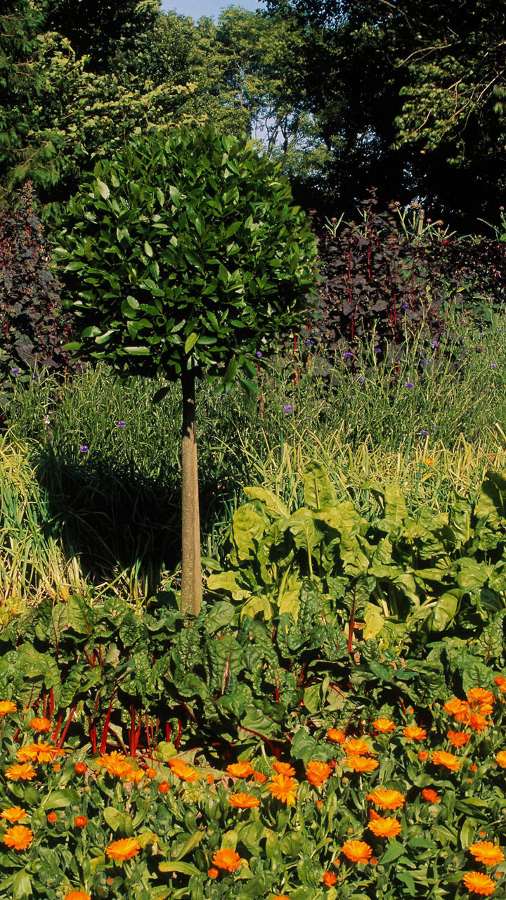 Ballymaloe, A Taste of Traditional Culinary Fare