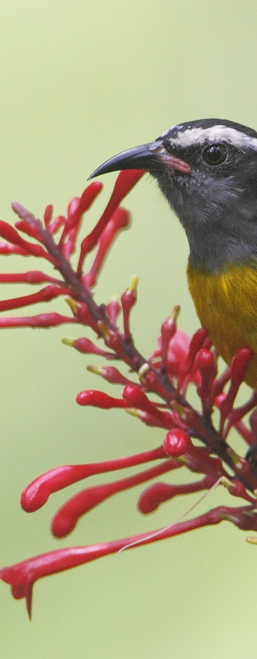 Colorful bird perched on red flowers