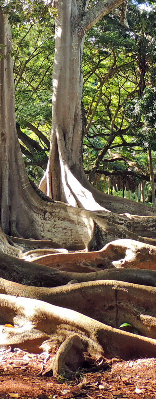 Majestic trees with sprawling roots in forest