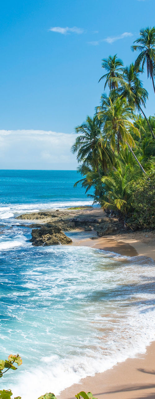 Tropical beach with palm trees and ocean waves