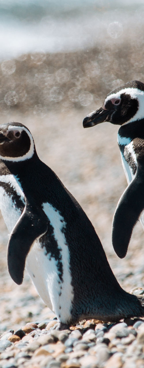 Three Penguins Walking Along Rocky Beach Shore