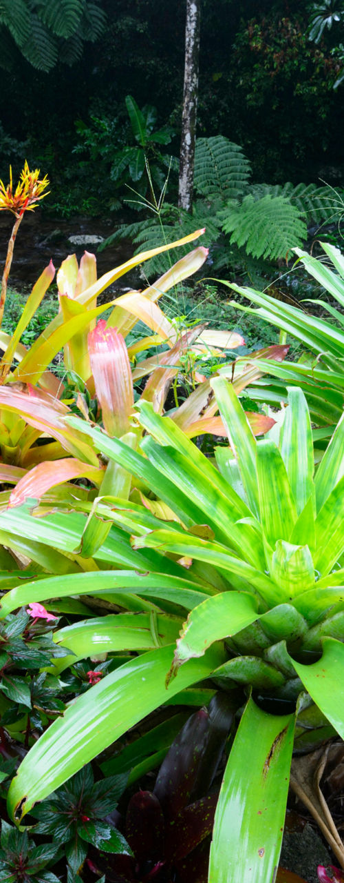 Tropical garden with vibrant foliage