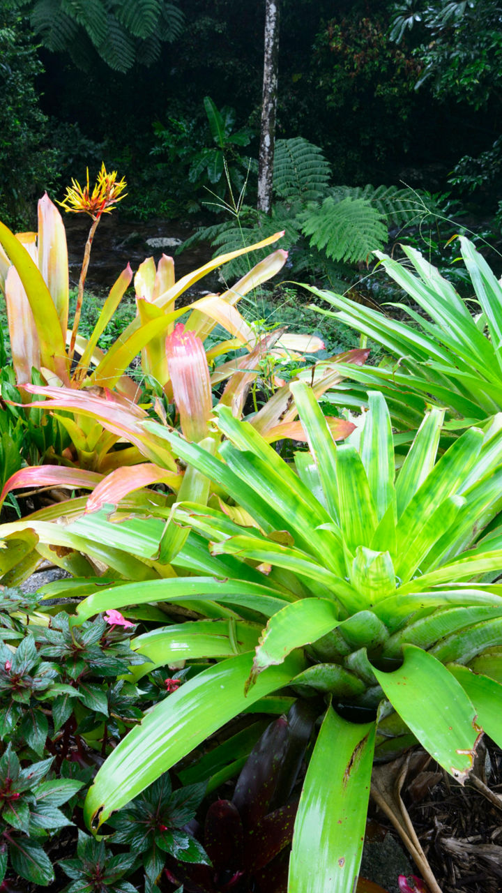 North Queensland’s Rain Forest Walk