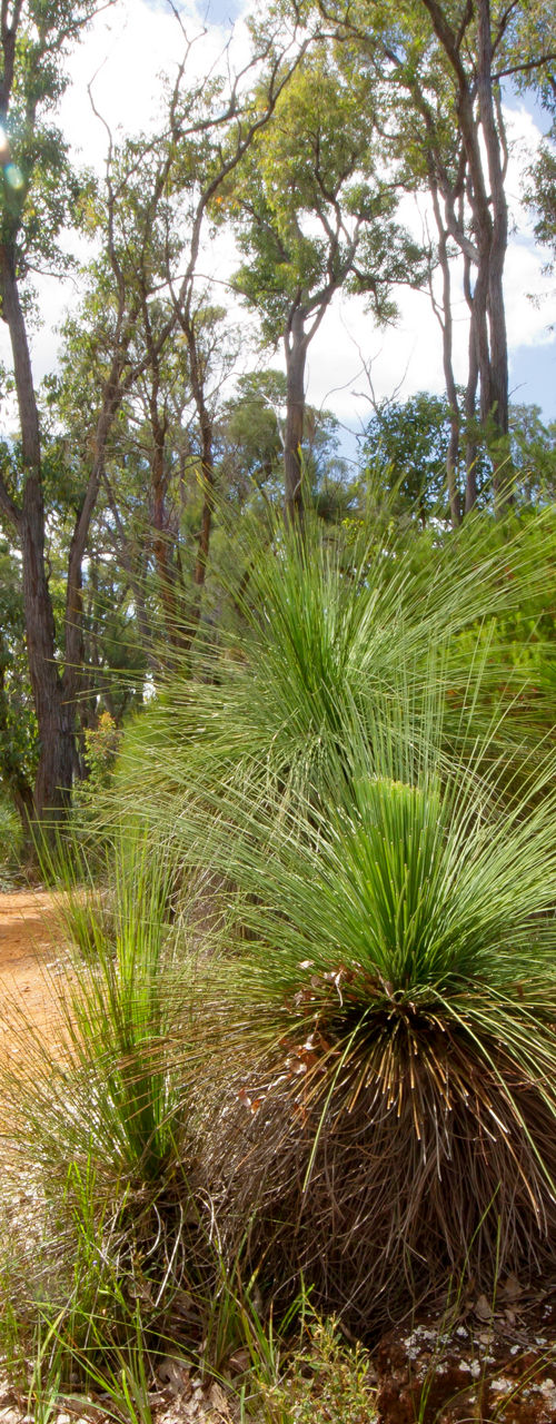 Bibbulmun Track in lush forest setting