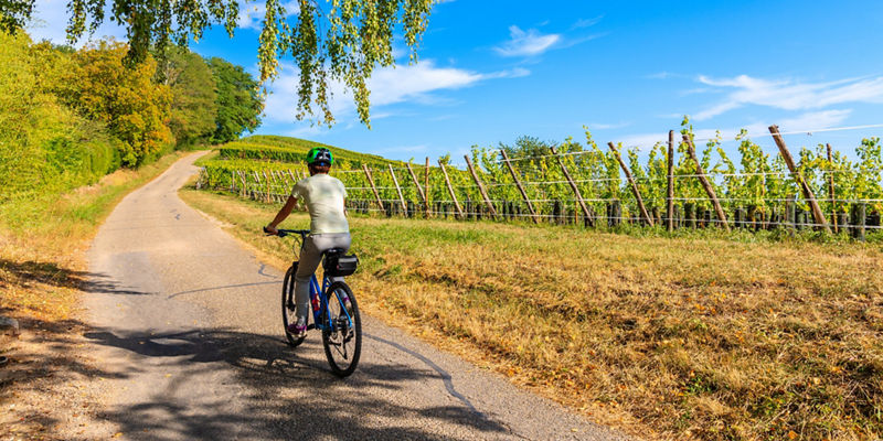 Cyclist on rural vineyard path