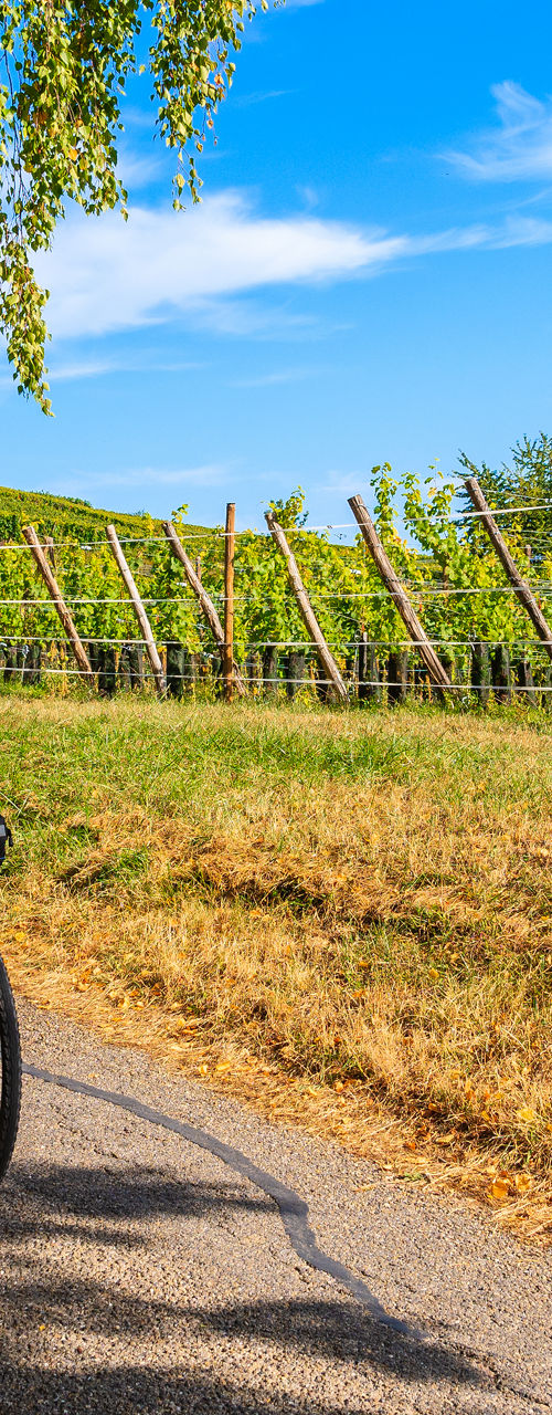 Cyclist on rural vineyard path