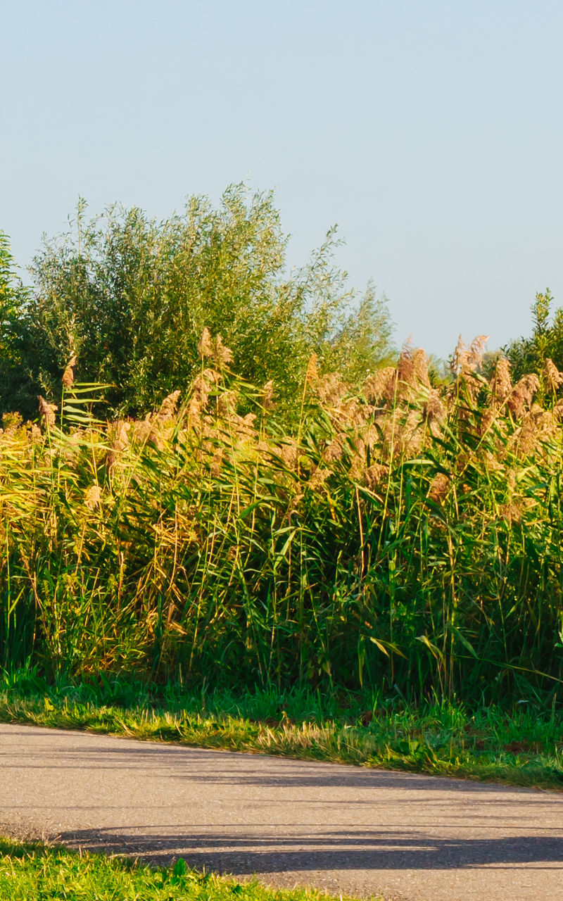 Cyclist near windmill on sunny day