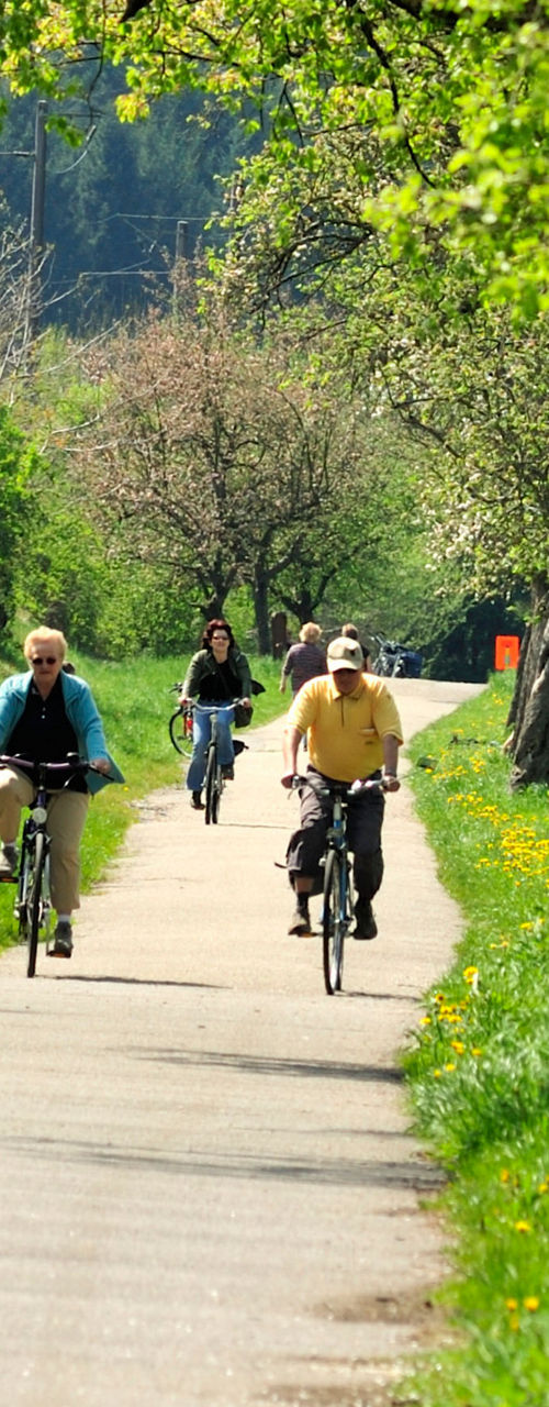 Cyclists on scenic tree-lined pathway