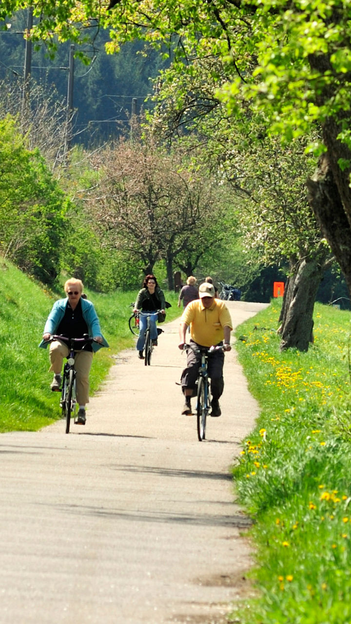 Cyclists on scenic tree-lined pathway