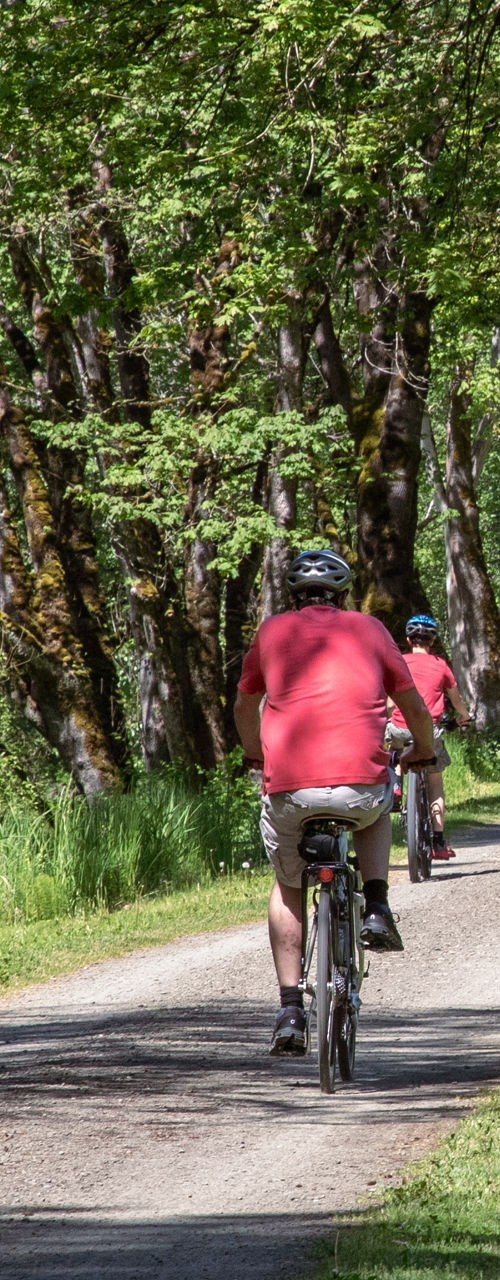 Cyclists riding through lush green trail
