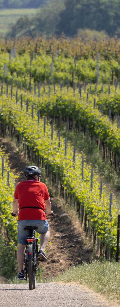 Cyclists riding through scenic vineyard landscape