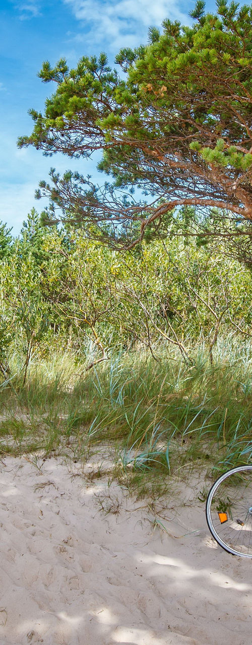Bicycle resting under tree on sandy beach