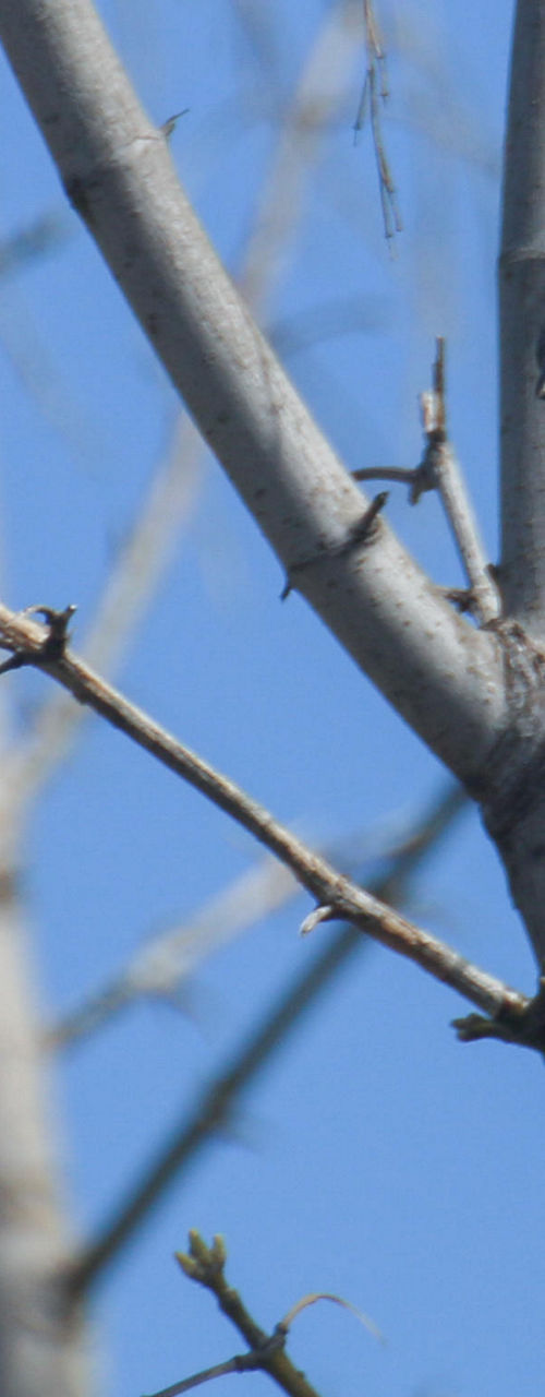 Sparrow perched on bare tree branch