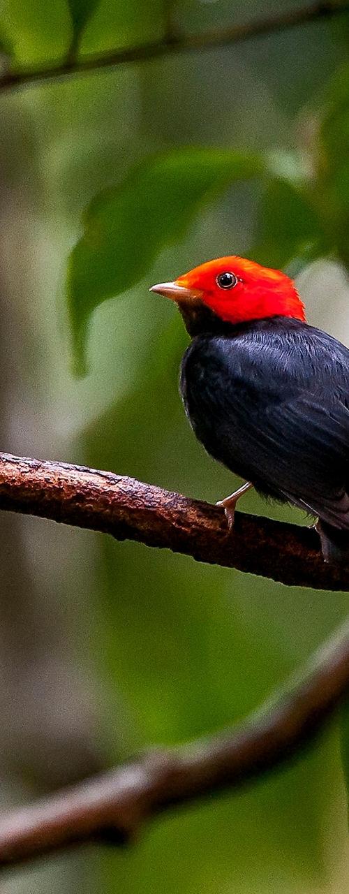 Red-headed bird perched on tree branch