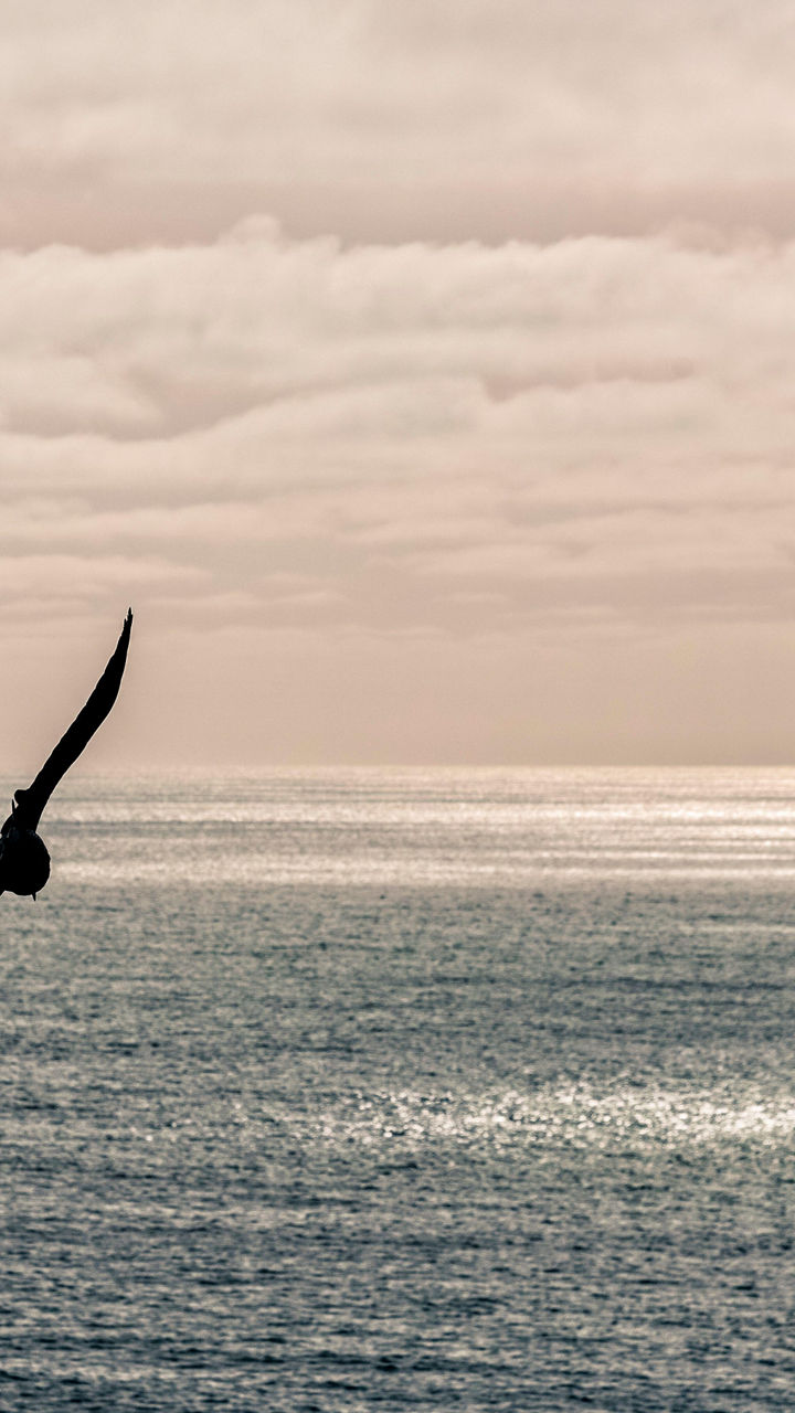 Two birds soaring over calm ocean