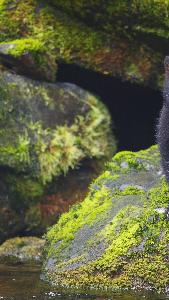Neets Bay Bear Watch by Floatplane