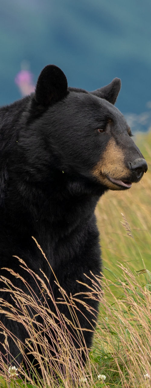 Black bear in grassy mountain landscape