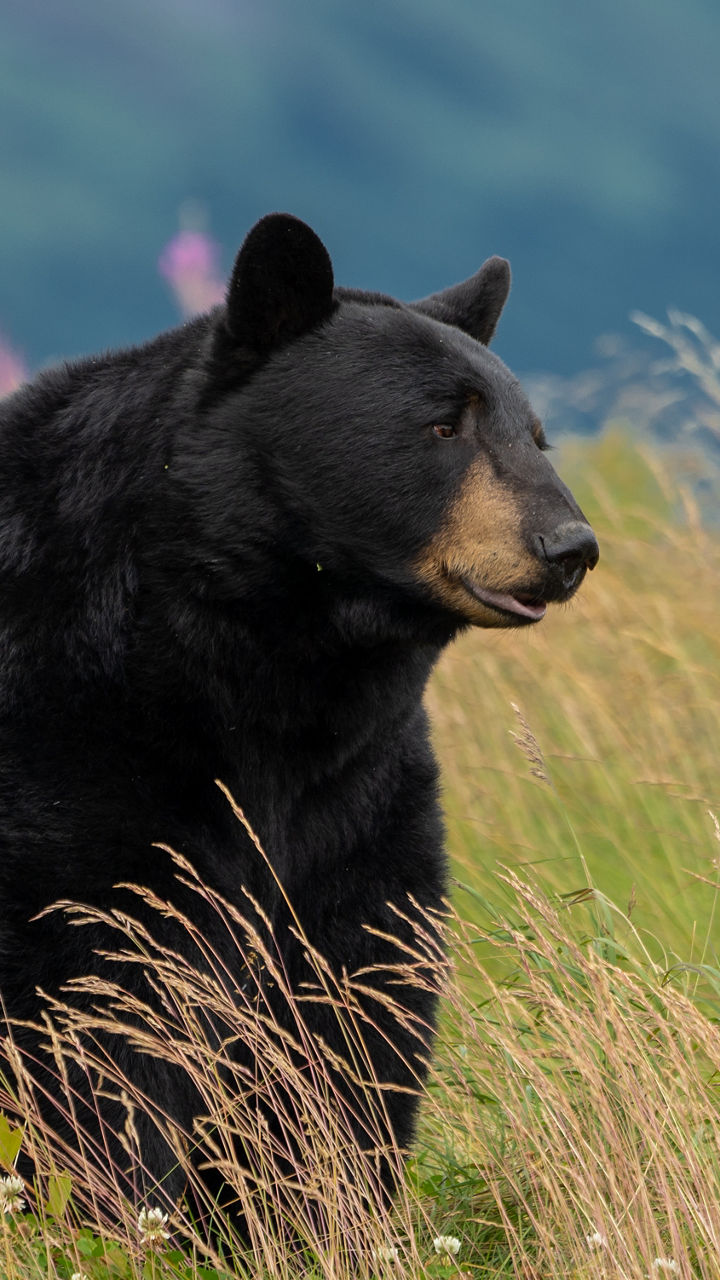 Alaskan Bear Encounter by Land & Sea