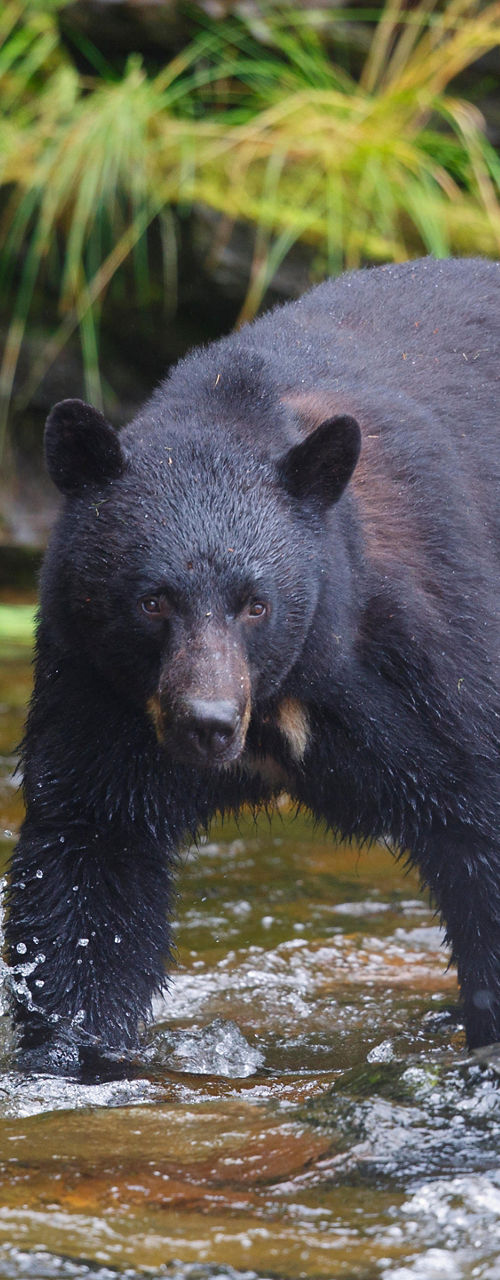 Black bear wading in forest stream