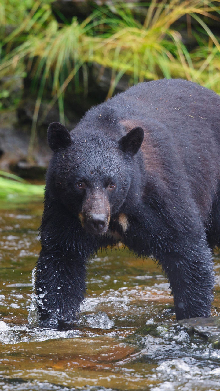 Bear Country & Alaskan Wildlife