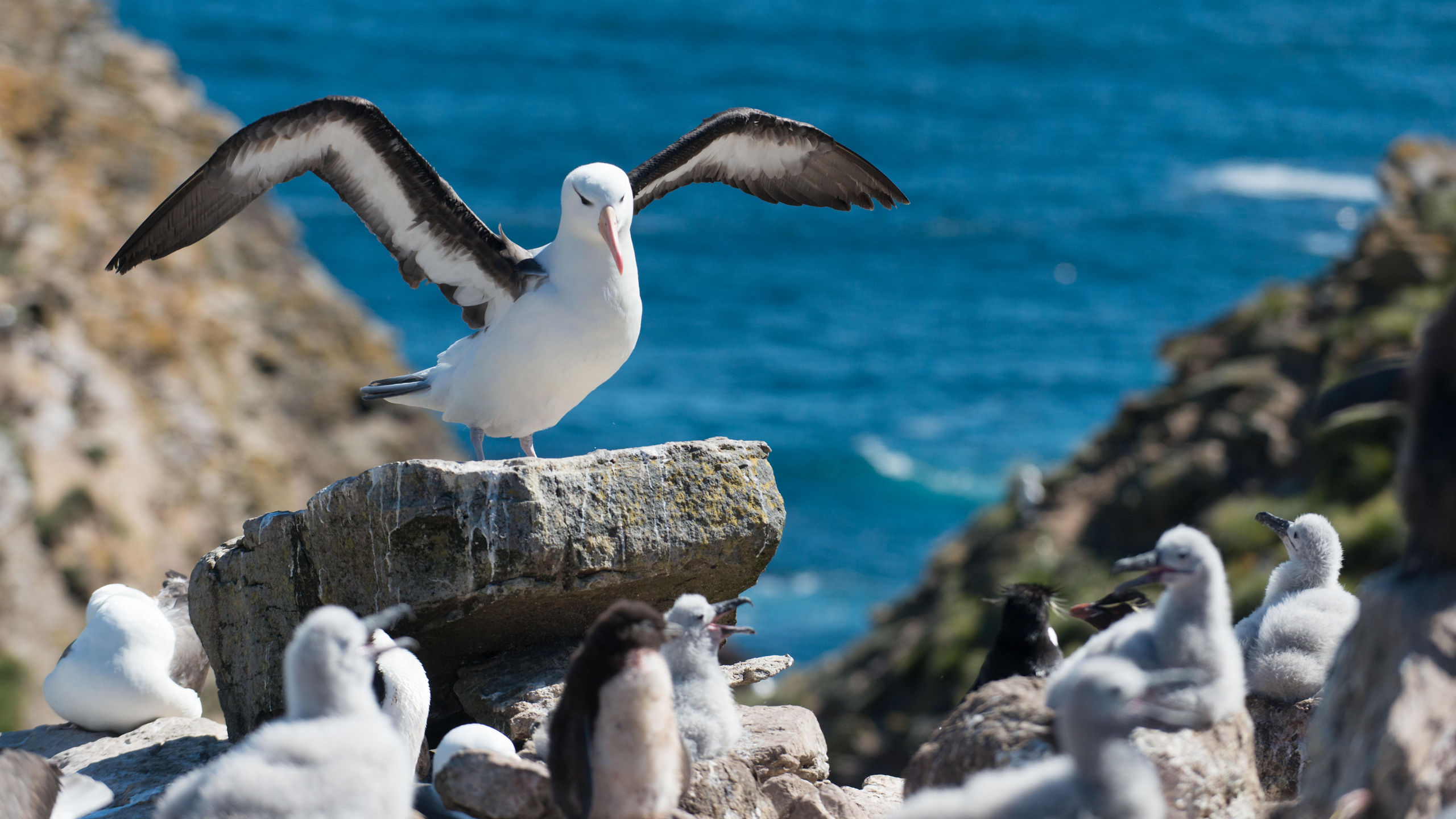 Antarctica & South Georgia Island