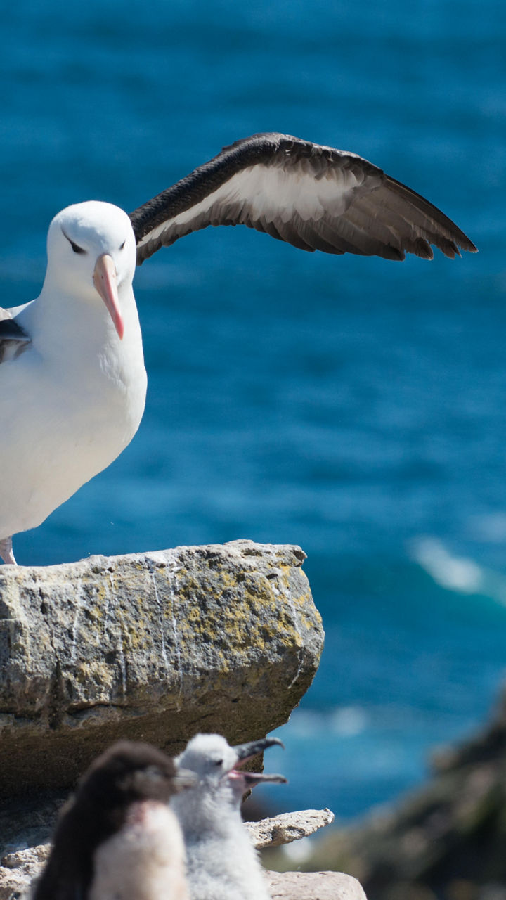Albatross spreading wings on rocky cliff