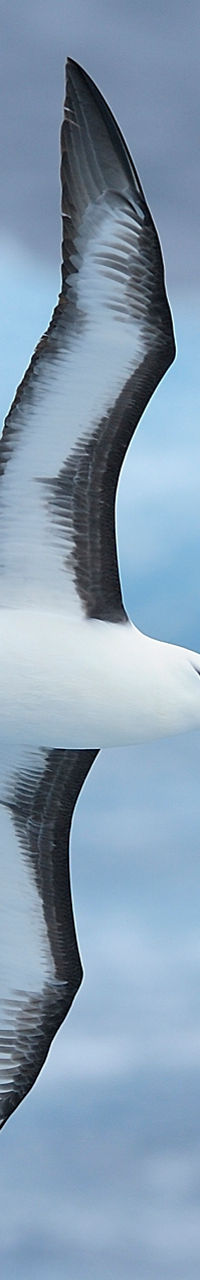Albatross soaring over ocean waves