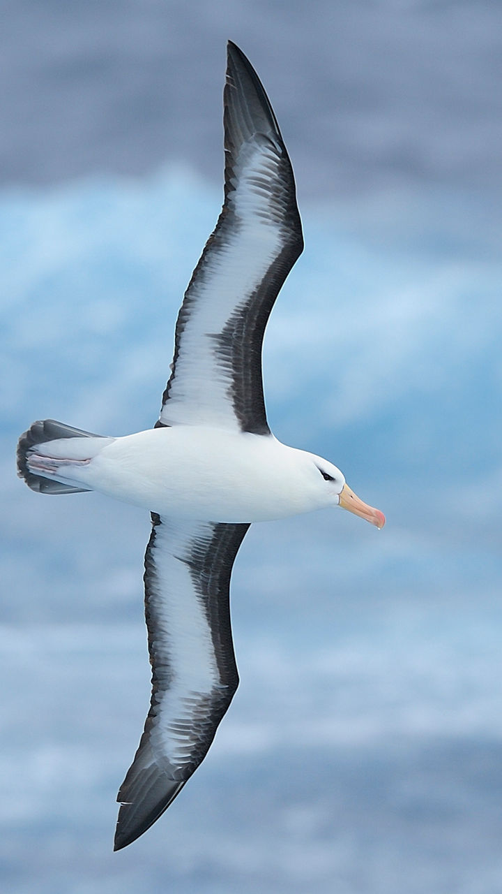 Albatross soaring over ocean waves
