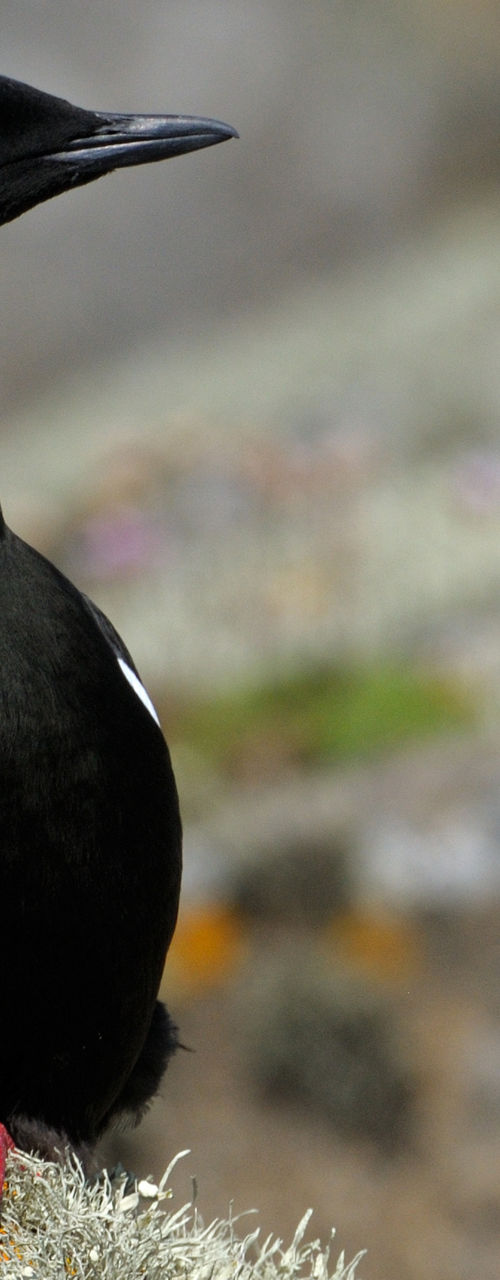 Black seabird standing on rocky cliff