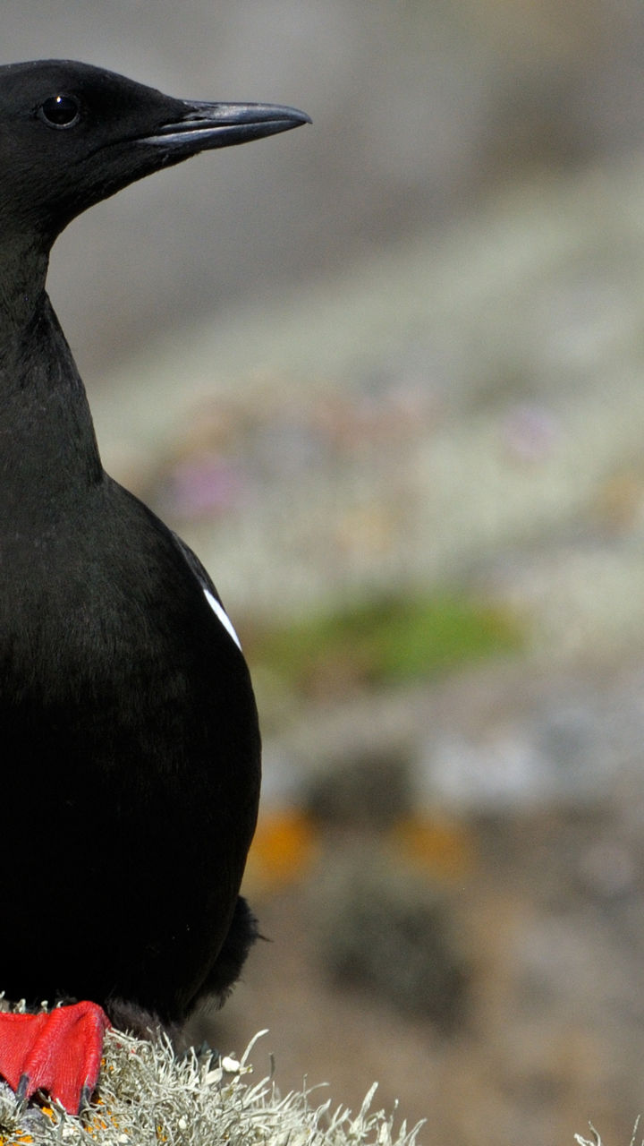 Ísafjördur Wildlife Cruise