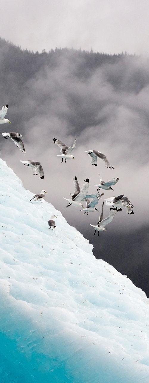 Seagulls on Arctic Iceberg in Foggy Landscape