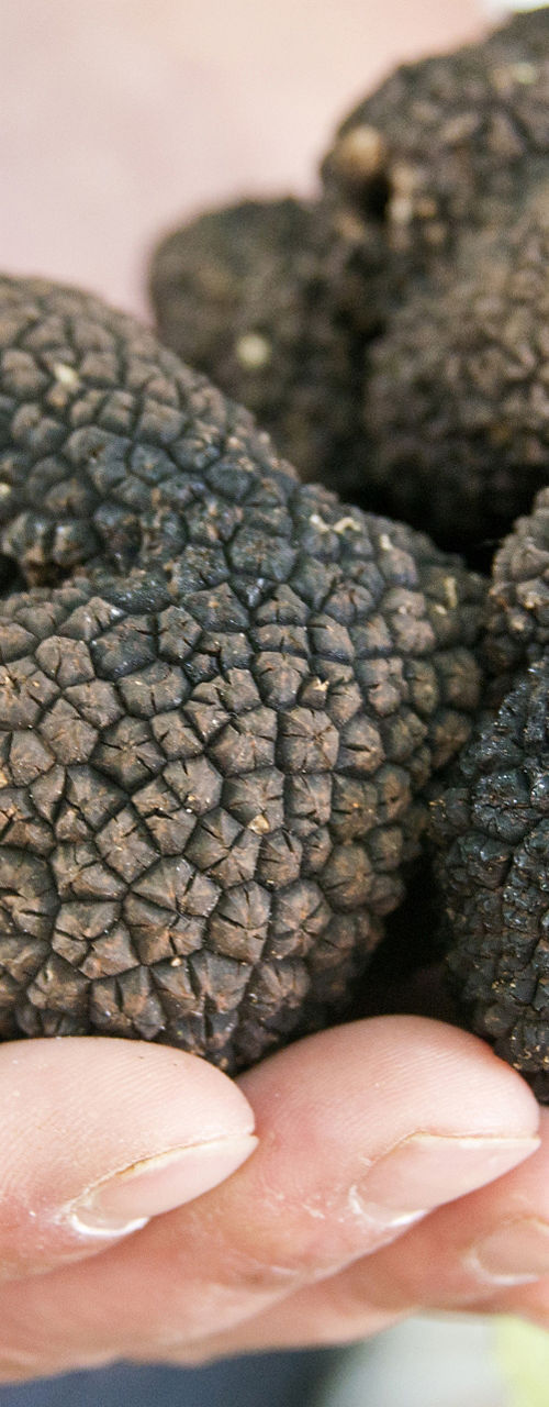 Fresh black truffles held in hands