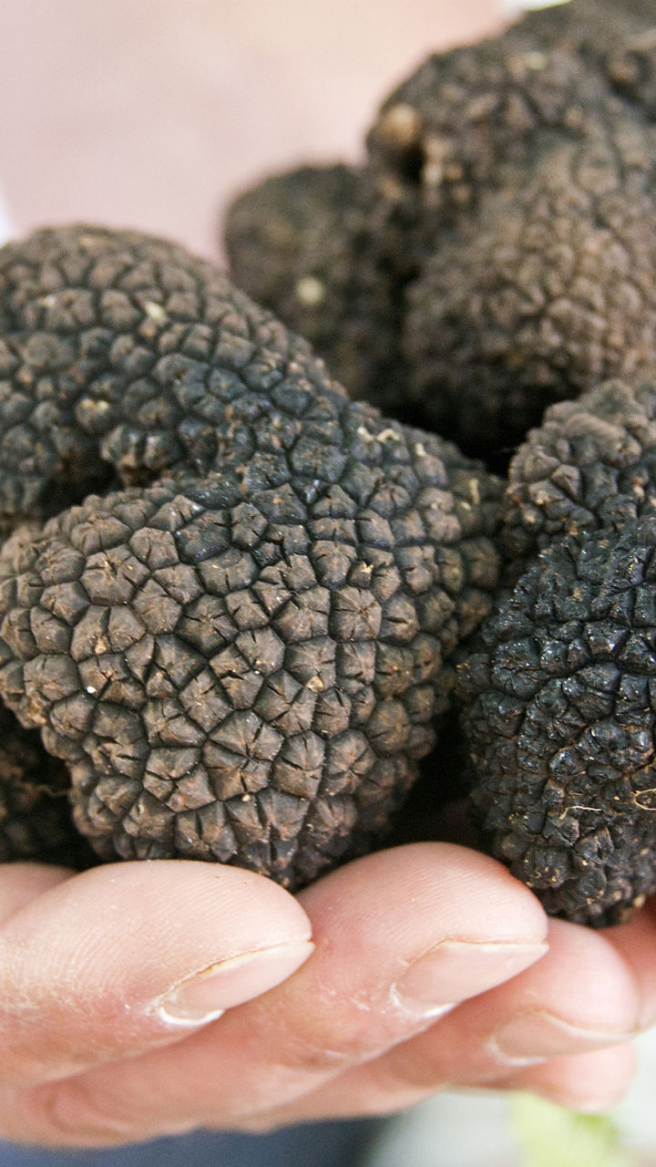 Truffle Farm Visit